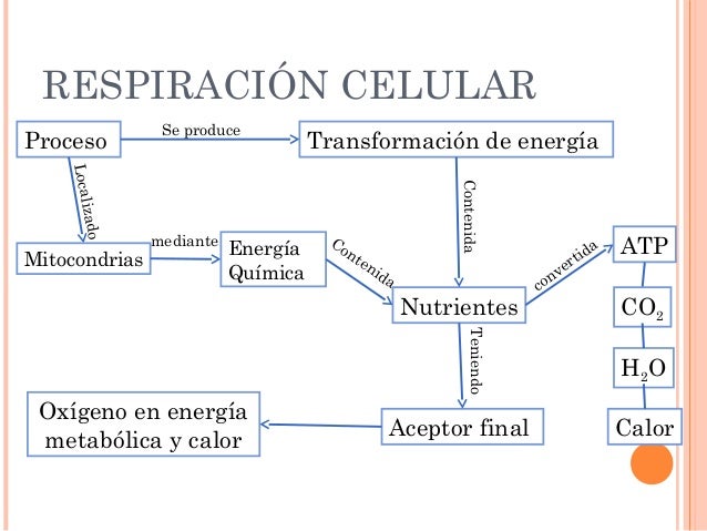 Menú de navegación